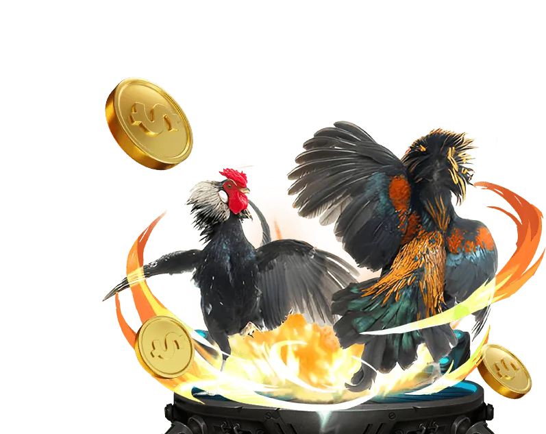 Cộng đồng người hâm mộ đá gà tại Thomo